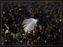 feather11.jpg