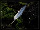 feather2.jpg