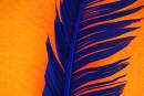 feather3.jpg