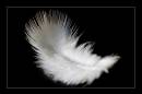 feathersmall.jpg