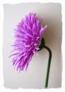 flower-1.jpg
