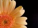 flower_1165.jpg
