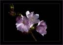 flowering_cherry.jpg