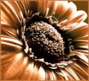 flowerweb.jpg