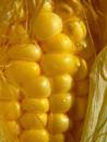 golden_corn_resize.jpg