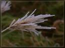 grass.jpg