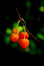 my_pretty_cherry.jpg