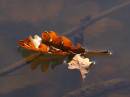 oak_leaf_boat.jpg