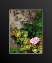pelargonium1.JPG