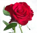 red_rose_scaled.jpg