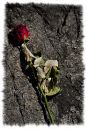 rose_upon_the_rocks_edited-2.jpg