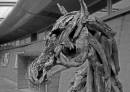 sample_2_B_W_1024x768_.jpg