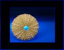sea_urchin_resize.jpg