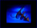 shell_on_black_resize.jpg