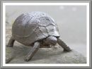 tortoise_scaled.jpg
