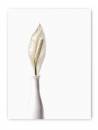 white_on_white_day_18_resize_final.jpg