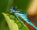 Blue_Damsel.JPG