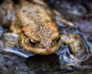 /gallery/data/522/thumbs/BorrowdaleToad_wpf.jpg