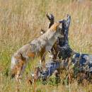 Coyote_D700_4232_10x10_2.jpg