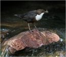 Dipper_DCSIMG_0870.jpg