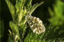 Female_Orange_Tip.jpg