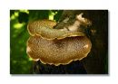 Fungi7.jpg