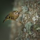 Goldcrest1.JPG