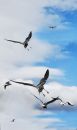 Gulls_DSC_5797_02_for_phone.jpg