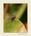 Housefly_N_600_Sigma_105_Macro_ring_flash042516_8278.jpg