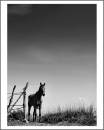 Lonely-Horse.jpg