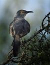 Mockingbird-3372_web.jpg