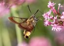 Narrow_Banded_hawk_Moth1.jpg