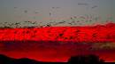 Sunrise-Bosque-D3s-4471_web.jpg