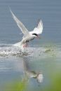 common_tern_missed_1_100614.jpg