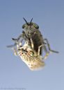 horsefly_2_210714.jpg