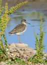 redshank_framed_1a_170713.jpg