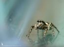 zebra_spider_3_rd_070713.jpg