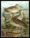 Whimbrel's Avatar